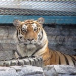 6 The ZOO in St.Petersburg